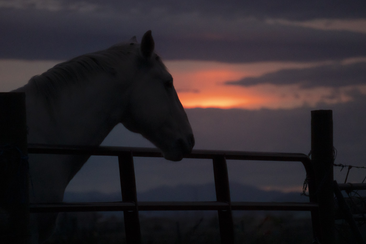 A horse perhaps watches sunset